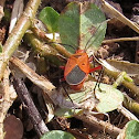 Orange Milkweed Bug