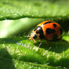 Ladybug or Ladybird