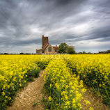 Rape field by Michael Payne -  