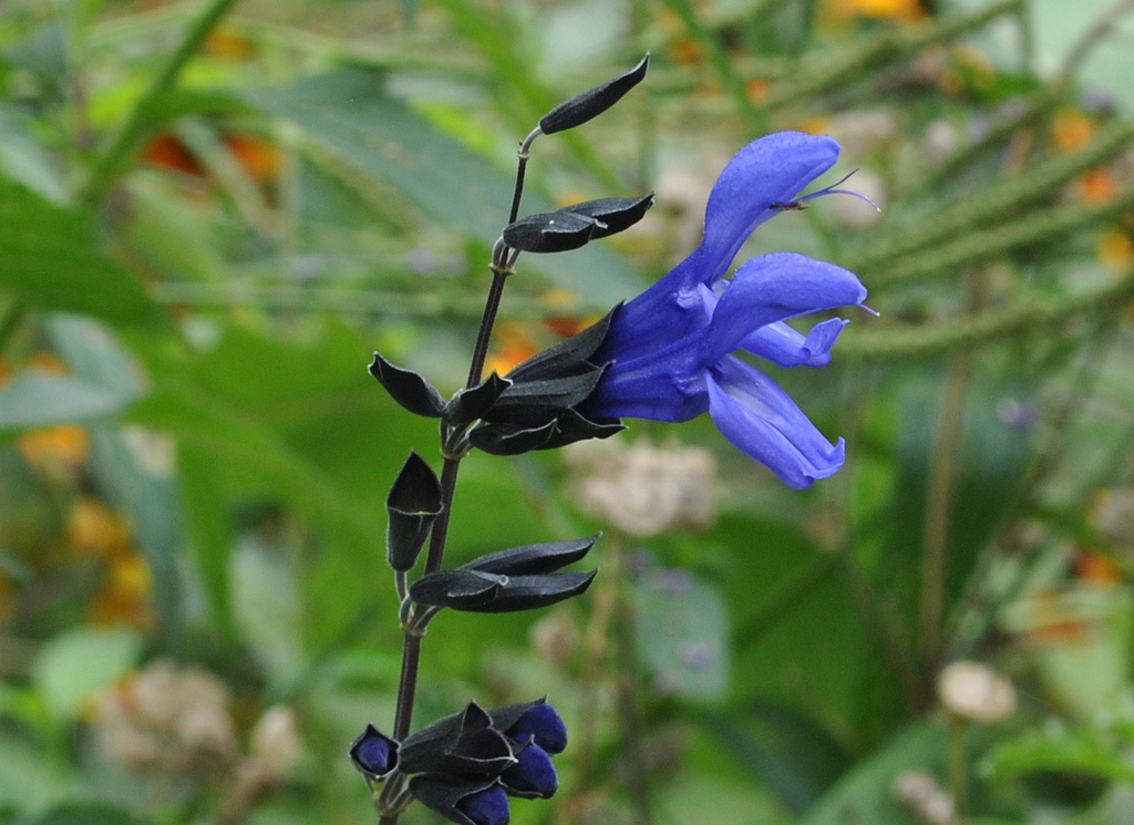 Anise-Scented Sage