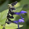 Giant Blue Black Salvia