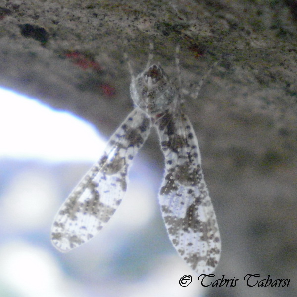 Derbidae Planthopper | Project Noah