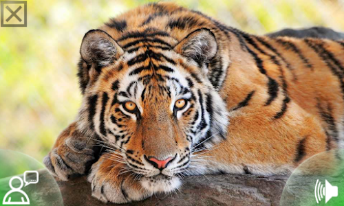 Android application Animal Sounds Zoo for Toddlers screenshort