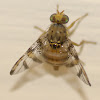 Natal Fruit Fly