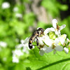 Thick-legged Syrphid