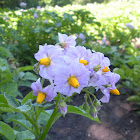 Potato(flowers)
