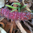 Emperor Gum Moth caterpillar