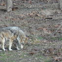 Mexican Gray wolf