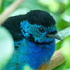 Turquoise Tanager