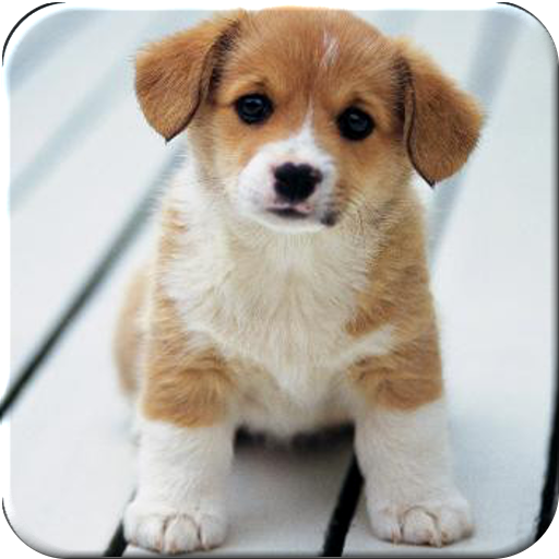 Little Puppy - Puzzle LOGO-APP點子