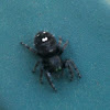 Daring jumping spider