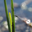 Common Bluetail Damselfly