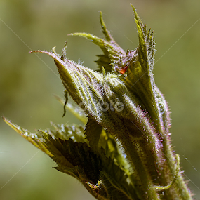 Raspberry  by Ioan Todor - Nature Up Close Leaves & Grasses
