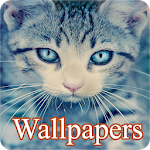 Cover Image of Baixar Cats Wallpapers 1.3 APK