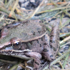 Southern leopard frog