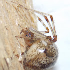 Common House Spider (female)