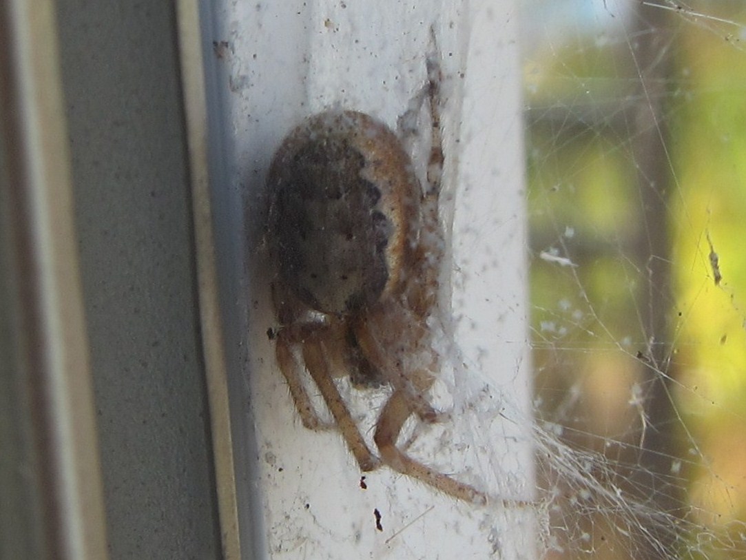 Zygiella Orbweaver Spider