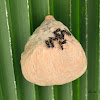 Honey Wasp Nest