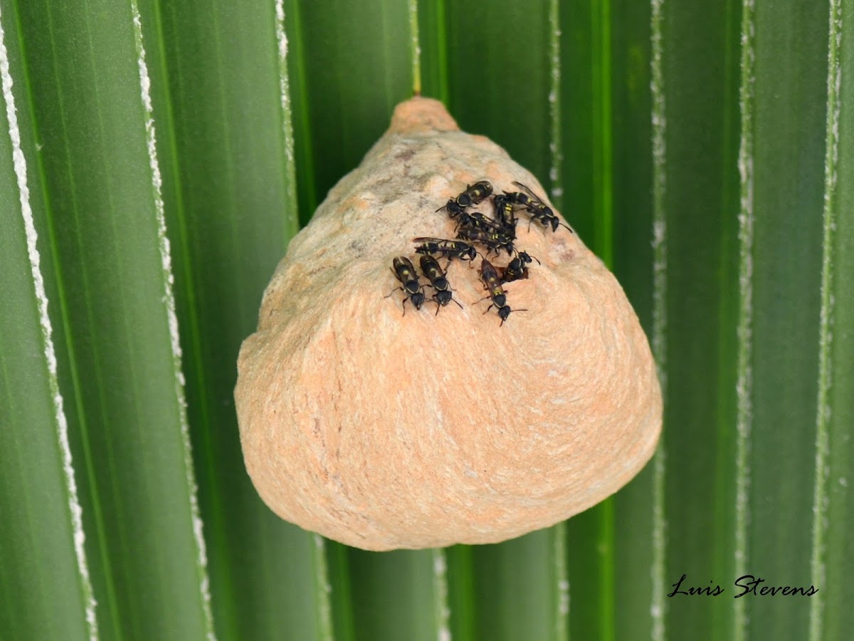 Honey Wasp Nest