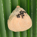 Honey Wasp Nest