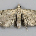 Common Eupithecia Moth
