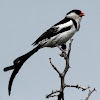 Pin-tailed whydah, male