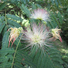 Persian Silk Tree