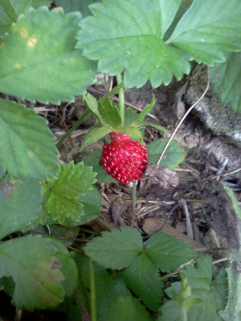 Mock Strawberry 