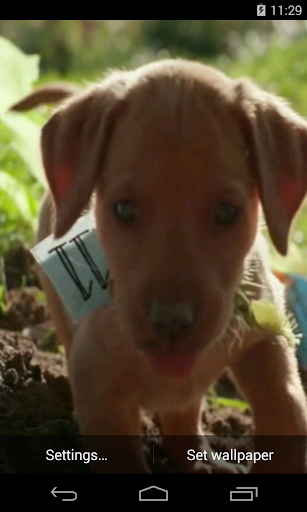 Cute Puppy Video LWP