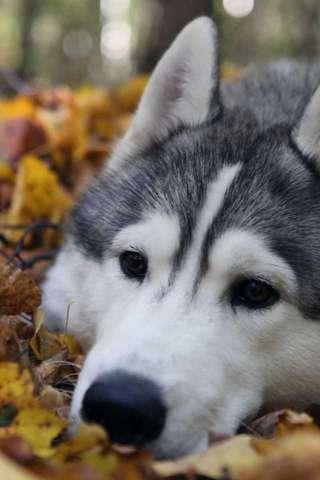 Husky Puzzle