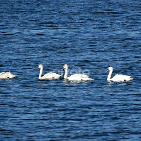 Swans by Marija Mitrović - Animals Other