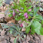 common red hellebore
