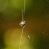 Spiny Orb-weaver Spider