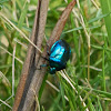 Blue sheildbug