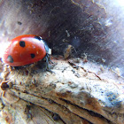 7-Spot Ladybird