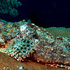 Reef Scorpionfish
