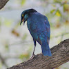 Greater Blue-eared Starling