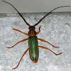 Green Longhorn beetle