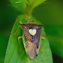 Unknown Shield Bug