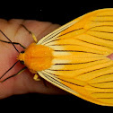 Tiger moth