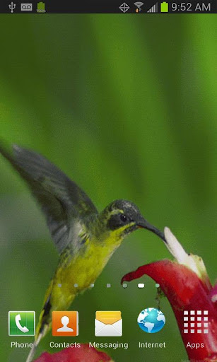 Hummingbird Live Wallpaper