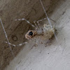 Theridiid Spider