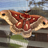 Columbia Silkmoth