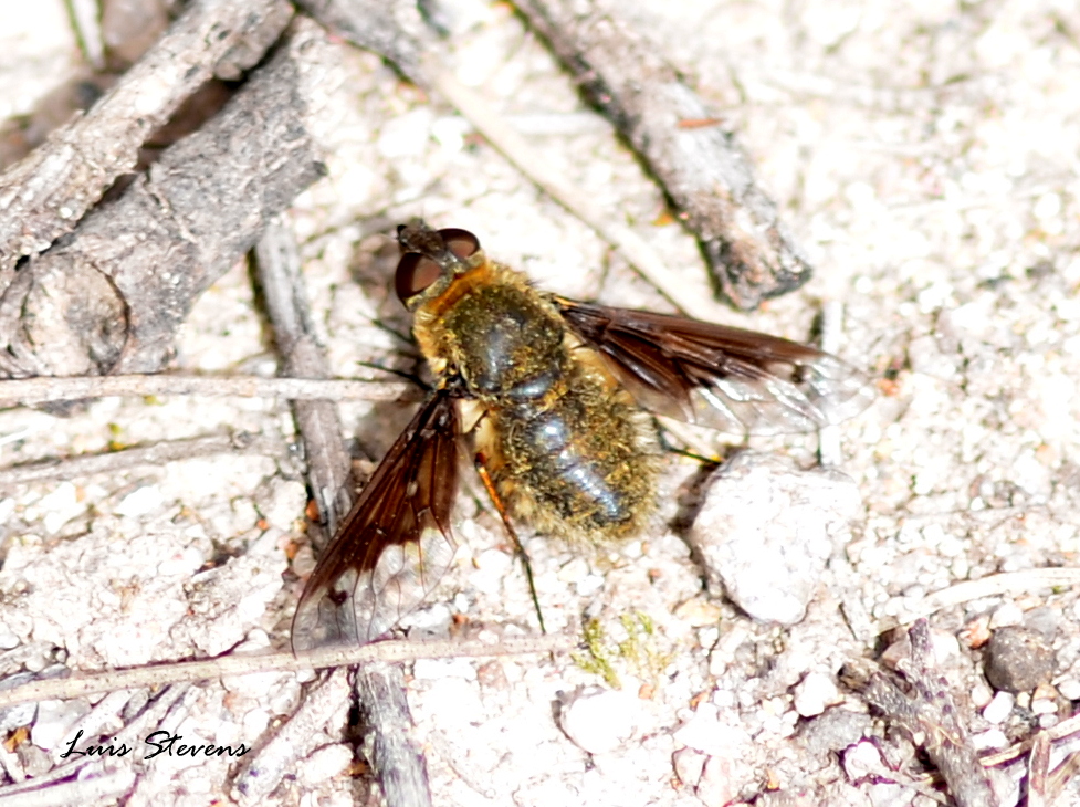 Bombyliid fly