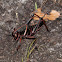 Southeastern lubber grasshopper