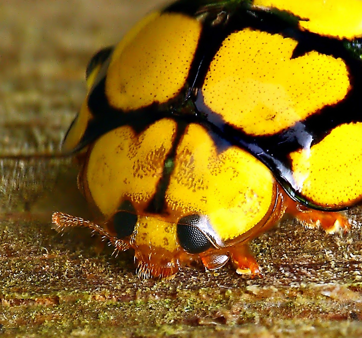 Yellow Spotted Ladybird or Ladybug