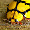 Yellow Spotted Ladybird or Ladybug