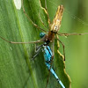 Spider eating Common blue Damselfly