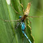 Spider eating Common blue Damselfly
