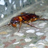 Cockroach 